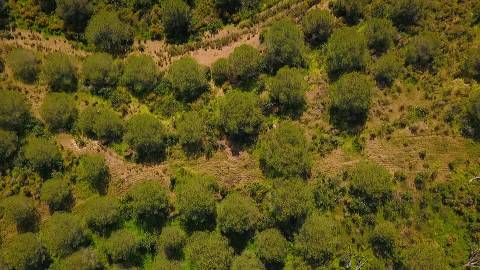 Terreno Rústico com 90680 m2 no Pisa Barro Baixo , Castro Marim