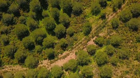 Terreno Rústico com 90680 m2 no Pisa Barro Baixo , Castro Marim