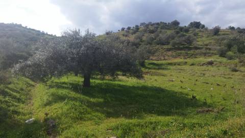 Terreno Rústico em Alcoutim