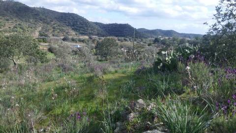 Terreno Rústico em Alcoutim