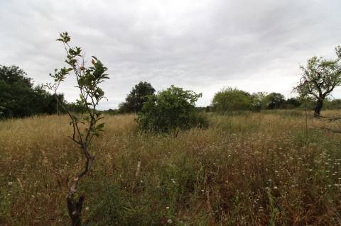 Terreno com 23332 m2 com viabilidade de construção de 61 apartamentos com 6249 m2 de área de construção sito nas Ferreiras em Albufeira