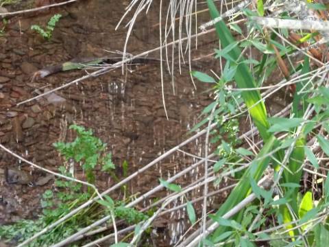 TERRENO RUSTICO COM 6.520 M2 - JUNTO A LINHA DA AGUA - PISA BARRO - CASTRO MARIM - ALGARVE