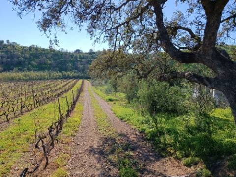 TERRENO RUSTICO COM 6.520 M2 - JUNTO A LINHA DA AGUA - PISA BARRO - CASTRO MARIM - ALGARVE