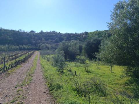 TERRENO RUSTICO COM 6.520 M2 - JUNTO A LINHA DA AGUA - PISA BARRO - CASTRO MARIM - ALGARVE