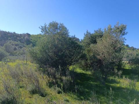 TERRENO RUSTICO COM 6.520 M2 - JUNTO A LINHA DA AGUA - PISA BARRO - CASTRO MARIM - ALGARVE