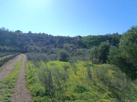 TERRENO RUSTICO COM 6.520 M2 - JUNTO A LINHA DA AGUA - PISA BARRO - CASTRO MARIM - ALGARVE