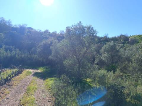 TERRENO RUSTICO COM 6.520 M2 - JUNTO A LINHA DA AGUA - PISA BARRO - CASTRO MARIM - ALGARVE