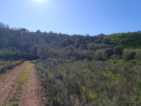 TERRENO RUSTICO COM 6.520 M2 - JUNTO A LINHA DA AGUA - PISA BARRO - CASTRO MARIM - ALGARVE