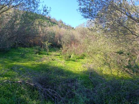 TERRENO RUSTICO COM 6.520 M2 - JUNTO A LINHA DA AGUA - PISA BARRO - CASTRO MARIM - ALGARVE
