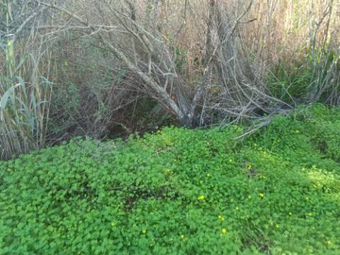 TERRENO RUSTICO COM 6.520 M2 - JUNTO A LINHA DA AGUA - PISA BARRO - CASTRO MARIM - ALGARVE