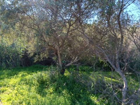 TERRENO RUSTICO COM 6.520 M2 - JUNTO A LINHA DA AGUA - PISA BARRO - CASTRO MARIM - ALGARVE