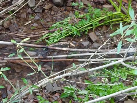 TERRENO RUSTICO COM 6.520 M2 - JUNTO A LINHA DA AGUA - PISA BARRO - CASTRO MARIM - ALGARVE