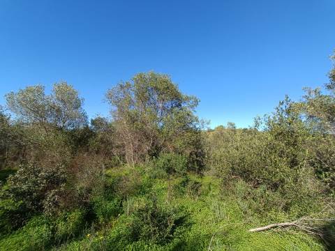 TERRENO RUSTICO COM 6.520 M2 - JUNTO A LINHA DA AGUA - PISA BARRO - CASTRO MARIM - ALGARVE