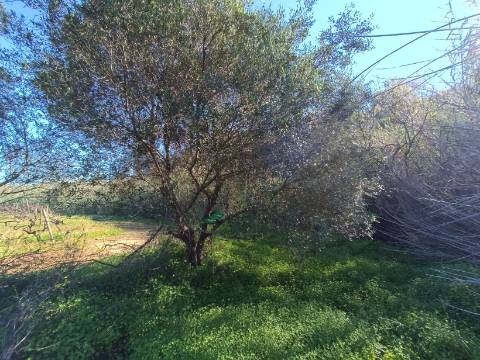 TERRENO RUSTICO COM 6.520 M2 - JUNTO A LINHA DA AGUA - PISA BARRO - CASTRO MARIM - ALGARVE