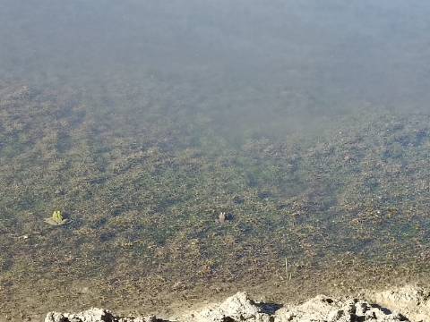 TERRENO COM 74.680 M2 - COM LAGO - POSSIBILIDADE DE CONSTRUÇÃO - TURISMO E HABITAÇÃO - PRÓXIMO A ALCARIA QUEIMADA - MONTE DAS PREGUIÇAS EM VAQUEIROS - ALCOUTIM