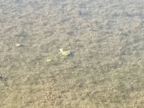 TERRENO COM 74.680 M2 - COM LAGO - POSSIBILIDADE DE CONSTRUÇÃO - TURISMO E HABITAÇÃO - PRÓXIMO A ALCARIA QUEIMADA - MONTE DAS PREGUIÇAS EM VAQUEIROS - ALCOUTIM