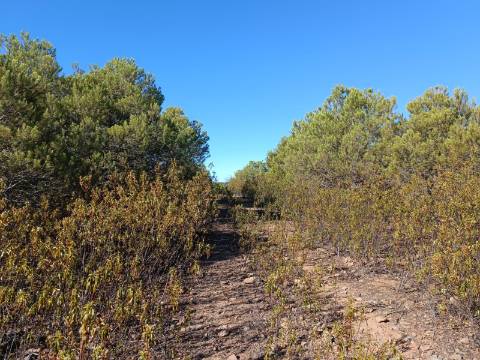 TERRENO COM 74.680 M2 - COM LAGO - POSSIBILIDADE DE CONSTRUÇÃO - TURISMO E HABITAÇÃO - PRÓXIMO A ALCARIA QUEIMADA - MONTE DAS PREGUIÇAS EM VAQUEIROS - ALCOUTIM