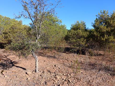 TERRENO COM 74.680 M2 - COM LAGO - POSSIBILIDADE DE CONSTRUÇÃO - TURISMO E HABITAÇÃO - PRÓXIMO A ALCARIA QUEIMADA - MONTE DAS PREGUIÇAS EM VAQUEIROS - ALCOUTIM