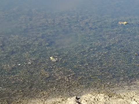 TERRENO COM 74.680 M2 - COM LAGO - POSSIBILIDADE DE CONSTRUÇÃO - TURISMO E HABITAÇÃO - PRÓXIMO A ALCARIA QUEIMADA - MONTE DAS PREGUIÇAS EM VAQUEIROS - ALCOUTIM