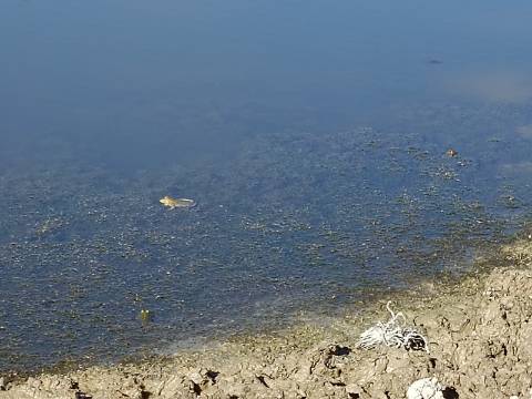 TERRENO COM 74.680 M2 - COM LAGO - POSSIBILIDADE DE CONSTRUÇÃO - TURISMO E HABITAÇÃO - PRÓXIMO A ALCARIA QUEIMADA - MONTE DAS PREGUIÇAS EM VAQUEIROS - ALCOUTIM