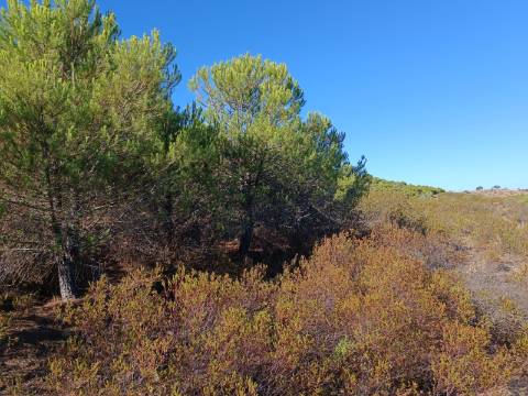 TERRENO COM 74.680 M2 - COM LAGO - POSSIBILIDADE DE CONSTRUÇÃO - TURISMO E HABITAÇÃO - PRÓXIMO A ALCARIA QUEIMADA - MONTE DAS PREGUIÇAS EM VAQUEIROS - ALCOUTIM