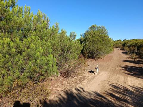 TERRENO COM 74.680 M2 - COM LAGO - POSSIBILIDADE DE CONSTRUÇÃO - TURISMO E HABITAÇÃO - PRÓXIMO A ALCARIA QUEIMADA - MONTE DAS PREGUIÇAS EM VAQUEIROS - ALCOUTIM