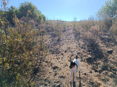 TERRENO COM 74.680 M2 - COM LAGO - POSSIBILIDADE DE CONSTRUÇÃO - TURISMO E HABITAÇÃO - PRÓXIMO A ALCARIA QUEIMADA - MONTE DAS PREGUIÇAS EM VAQUEIROS - ALCOUTIM