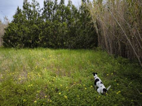 TERRENO COM 1.360 M2 - COM FURO - ÁGUA E ELETRICIDADE - JUNTO AO RIO GUADIANA - FOZ DE ODELEITE - CASTRO MARIM - ALGARVE