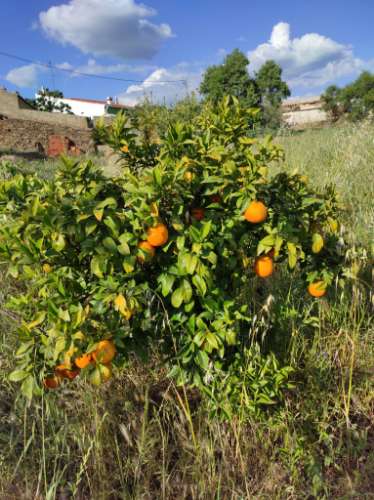 MORADIA TÉRREA - ISOLADA - COM FURO - COM TERRENO DE 600 M2 - CORTE PEQUENA - ODELEITE - CASTRO MARIM