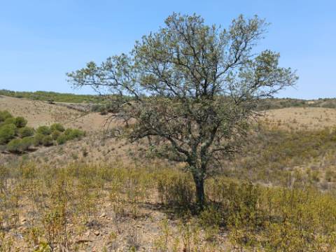 TERRENO RUSTICO COM 6.720 M2 - PRÓXIMO DA BARRAGEM DO BELICHE EM ALCARIAS GRANDES - CASTRO MARIM - ALGARVE