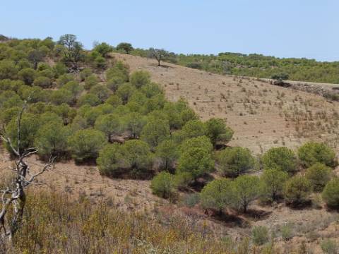 TERRENO RUSTICO COM 6.720 M2 - PRÓXIMO DA BARRAGEM DO BELICHE EM ALCARIAS GRANDES - CASTRO MARIM - ALGARVE