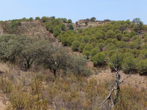 TERRENO RUSTICO COM 6.720 M2 - PRÓXIMO DA BARRAGEM DO BELICHE EM ALCARIAS GRANDES - CASTRO MARIM - ALGARVE
