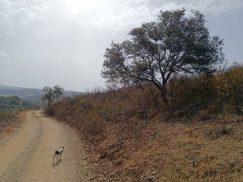 TERRENO COM 21040 M2 VISTA LAGO - PRÓXIMO AS ALCARIAS GRANDES - CASTRO MARIM - ALGARVE