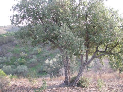 TERRENO RÚSTICO COM 3.520 M2 - CORTE DO GAGO - AZINHAL - CASTRO MARIM - ALGARVE