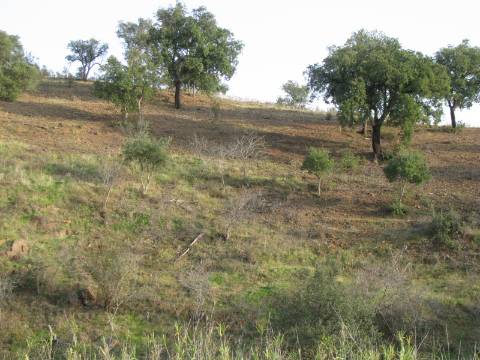 TERRENO RÚSTICO COM 3.520 M2 - CORTE DO GAGO - AZINHAL - CASTRO MARIM - ALGARVE