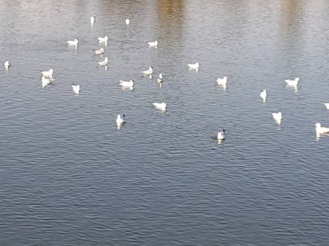 TERRENO RÚSTICO COM 3.520 M2 - CORTE DO GAGO - AZINHAL - CASTRO MARIM - ALGARVE