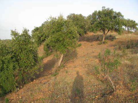 TERRENO RÚSTICO COM 3.520 M2 - CORTE DO GAGO - AZINHAL - CASTRO MARIM - ALGARVE