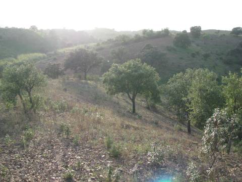 TERRENO RÚSTICO COM 3.520 M2 - CORTE DO GAGO - AZINHAL - CASTRO MARIM - ALGARVE
