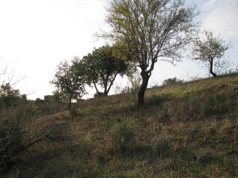TERRENO RÚSTICO COM 3.520 M2 - CORTE DO GAGO - AZINHAL - CASTRO MARIM - ALGARVE
