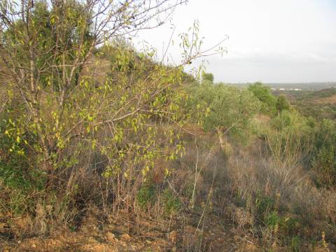 TERRENO RÚSTICO COM 3.520 M2 - CORTE DO GAGO - AZINHAL - CASTRO MARIM - ALGARVE