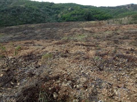 TERRENO RÚSTICO COM 7880 M2 JUNTO A BARRAGEM DO BELICHE - AZINHAL - CASTRO MARIM - ALGARVE - PORTUGAL