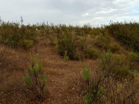 TERRENO RÚSTICO COM 7880 M2 JUNTO A BARRAGEM DO BELICHE - AZINHAL - CASTRO MARIM - ALGARVE - PORTUGAL