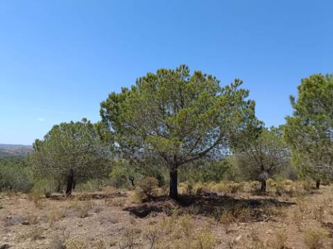 TERRENO RUSTICO COM 12.200 M2 - AGUA E LUZ - PRÓXIMO A FOZ DE ODELEITE - ODELEITE - CASTRO MARIM - ALGARVE