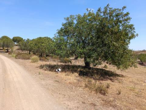 TERRENO RUSTICO COM 12.200 M2 - AGUA E LUZ - PRÓXIMO A FOZ DE ODELEITE - ODELEITE - CASTRO MARIM - ALGARVE