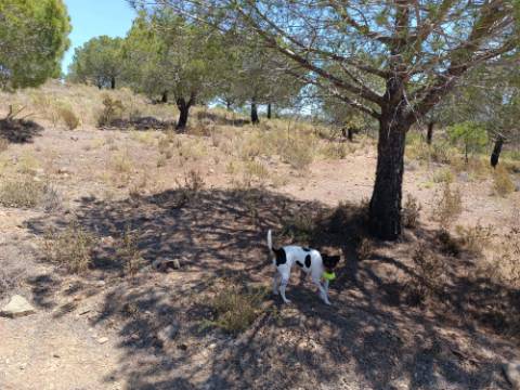 TERRENO RUSTICO COM 12.200 M2 - AGUA E LUZ - PRÓXIMO A FOZ DE ODELEITE - ODELEITE - CASTRO MARIM - ALGARVE