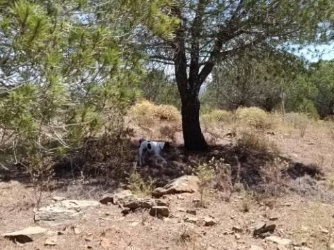 TERRENO RUSTICO COM 12.200 M2 - AGUA E LUZ - PRÓXIMO A FOZ DE ODELEITE - ODELEITE - CASTRO MARIM - ALGARVE