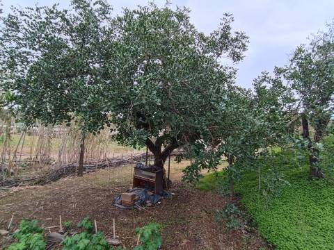 TERRENO COM 35.120 M2 - POÇO - ÁGUA - COM POSSIBILIDADE DE CONSTRUIR UM ARMAZÉM - CORTE DO GAGO - CASTRO MARIM - ALGARVE