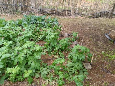 TERRENO COM 35.120 M2 - POÇO - ÁGUA - COM POSSIBILIDADE DE CONSTRUIR UM ARMAZÉM - CORTE DO GAGO - CASTRO MARIM - ALGARVE