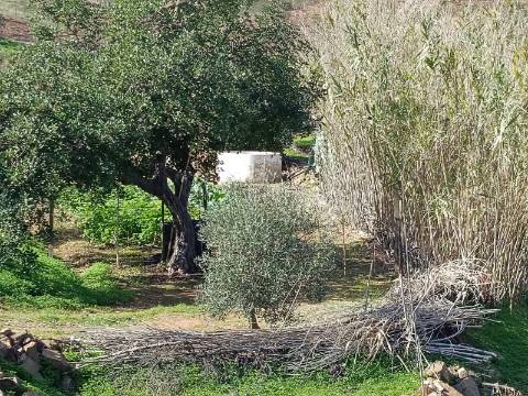 TERRENO COM 35.120 M2 - POÇO - ÁGUA - COM POSSIBILIDADE DE CONSTRUIR UM ARMAZÉM - CORTE DO GAGO - CASTRO MARIM - ALGARVE