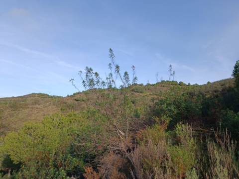 TERRENO COM 23.440 M2 - COM ESTUFAS - LINHA D'AGUA - TANOEIRO - CASTRO MARIM - ALGARVE